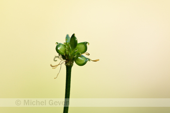 Bosboterbloem; Multiflowered Buttercup; Ranunculus polyanthemos