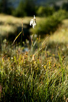 Breed wollegras; Broad-leaved cottongrass; Eriophorum latifolium