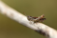 Bruine Sprinkhaan; Field Grasshopper; Chorthippus brunneus