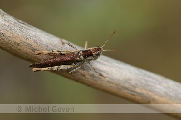 Bruine Sprinkhaan; Field Grasshopper; Chorthippus brunneus