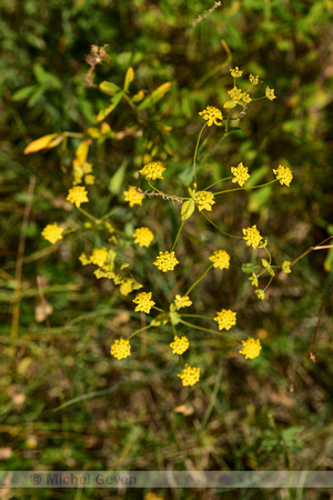 Bupleurum ranunculoides