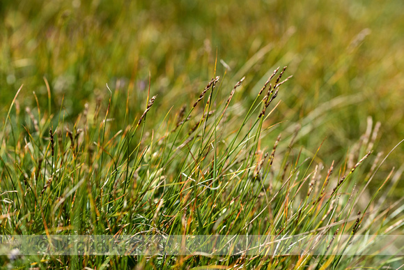 Carex myosuroides