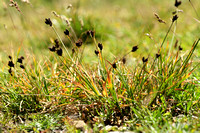 Carex parviflora