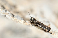 Bokssprinkhaan - Club-legged Grasshopper - Gomphocerus sibericus