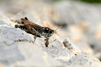 Club-legged Grasshopper; Gomphocerus sibericus
