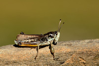 Club-legged Grasshopper; Gomphocerus sibericus