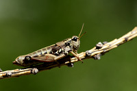 Common Mountain Grasshopper; Podisma pedestris