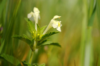 Bleekgele Hennepnetel; Downy Hemp Nettle; Hempnettle; Galeopsis