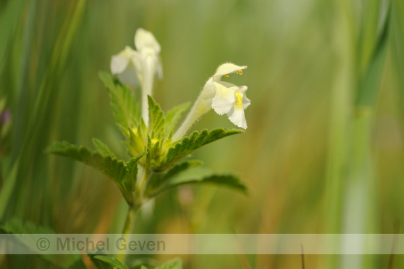 Bleekgele Hennepnetel; Downy Hemp Nettle; Hempnettle; Galeopsis