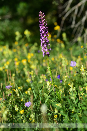 Dichte muggenorchis; Marsh fragrant-orchid; Gymnadenia densiflor