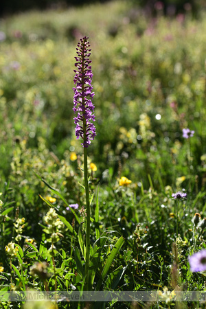 Dichte muggenorchis; Marsh fragrant-orchid; Gymnadenia densiflor