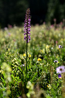 Dichte muggenorchis; Marsh fragrant-orchid; Gymnadenia densiflor