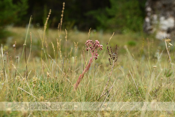 Donderblad; House-leek; Sempervivum tectorum