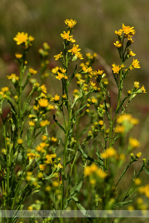 Echte Guldenroede;Goldenrod; Solidago virgaurea