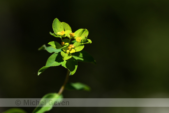 Euphorbia flavicoma subsp. Verrucosa