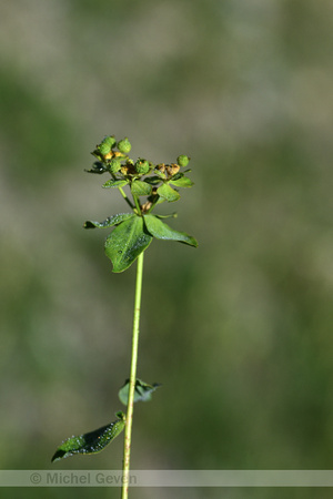 Euphorbia flavicoma subsp. Verrucosa