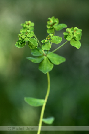 Euphorbia flavicoma subsp. Verrucosa