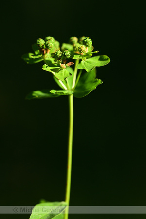 Euphorbia flavicoma subsp. Verrucosa