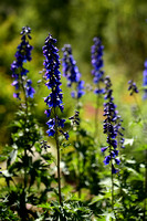 Hoge ridderspoor; Alpine Delphinium; Delphinium elatum