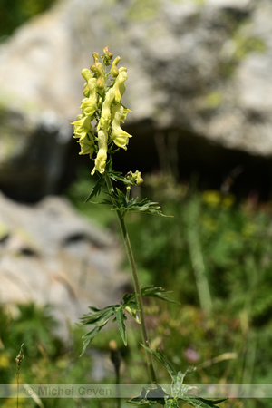 Gele monnikskap; Wolfsbane; Aconitum vulparia