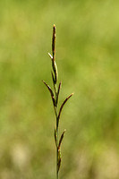 Gevinde kortsteel; Tor grass; Brachypodium pinnatum