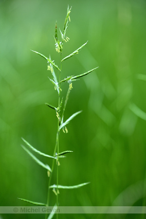 Gevinde kortsteel; Tor grass; Brachypodium pinnatum
