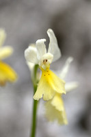Gele karstorchis; Orchis pauciflora