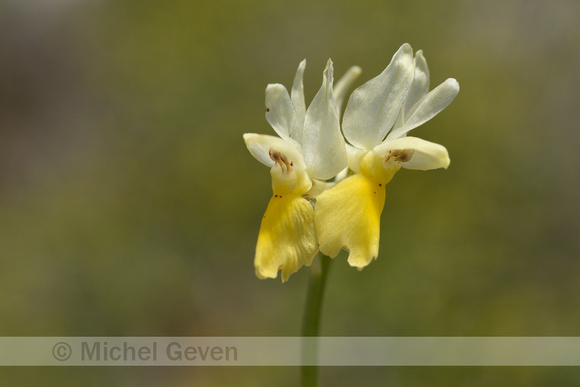 Gele karstorchis; Orchis pauciflora