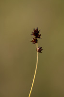 Gewone bermzegge; Spiked Sedge; Carex spicata