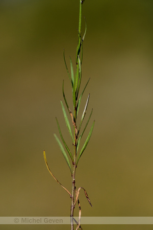 Grasklokje; Harebell; campanula rotundifolia subsp. macrorhiza