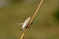 Greppelsprinkhaan;Roesel's Bush-cricket; Roeseliana roeselii