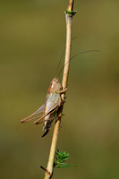 Greppelsprinkhaan;Roesel's Bush-cricket; Roeseliana roeselii