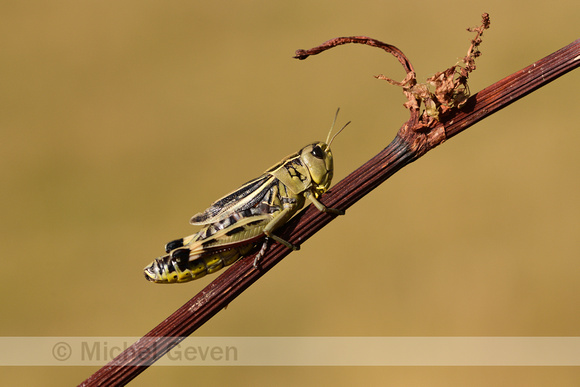Grote Bandsprinkhaan; Large  banded Grasshopper; Arcyptera fusca