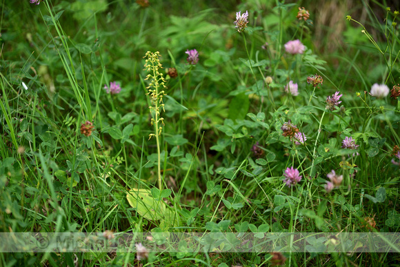 Grote Keverorchis; Common Twayblade; Neottia ovata