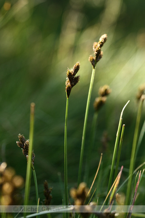 Hazenzegge; Oval Sedge; Carex leporina