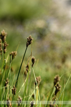 Hazenzegge; Oval Sedge; Carex leporina