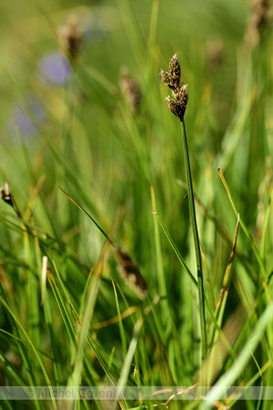 Hazenzegge; Oval Sedge; Carex leporina