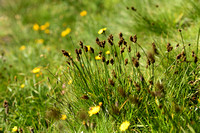 Hazenzegge; Oval Sedge; Carex leporina