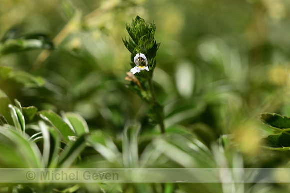 Irish Eyebright; Euphrasia salisburgensis