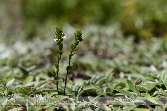 Irish Eyebright; Euphrasia salisburgensis