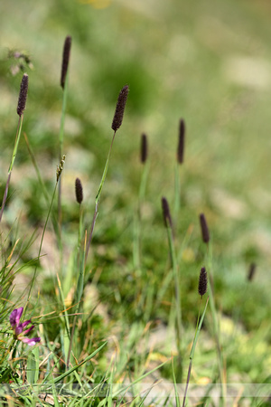 Klein timoteegras; Cat's tail; Phleum pratense subsp. Serotinum