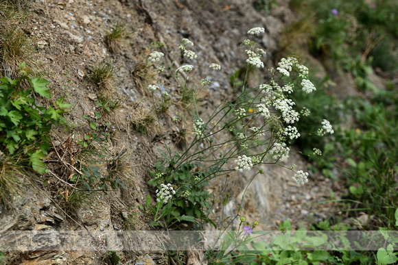 Kleine bevernel; Burnet Saxifrage; Pimpinella saxifraga