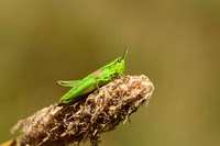 Kleine goudsprinkhaan; Small Gold Grasshopper; Euthystira brachy