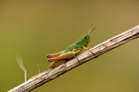 Krasser; Meadow Grasshopper; Chorthippus parallelus
