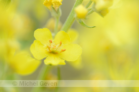 Melige Toorts; White Mullein; Verbascum lychnitis