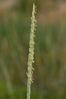 Helm; Maram grass; Ammophila arenaria