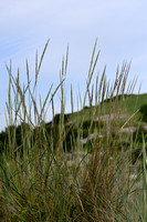 Helm; Maram grass; Ammophila arenaria