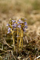 Hennepvreter; Hemp broomrape; Orobanche ramosa