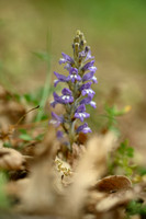 Hennepvreter; Hemp broomrape; Orobanche ramosa