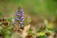 Hennepvreter; Hemp broomrape; Orobanche ramosa